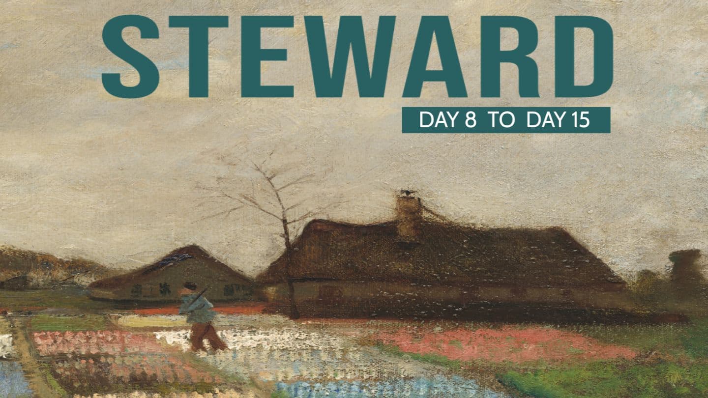 Steward - Day 8 to Day 15