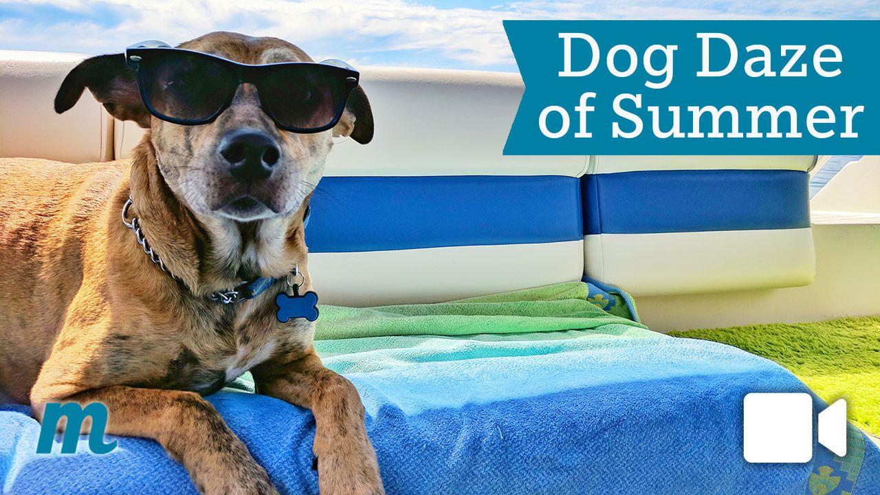 Dog Daze Of Summer