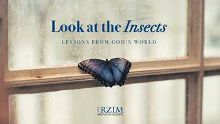 Look at the Insects: Lessons From God’s World   Patarlės 6:8 A. Rubšio ir Č. Kavaliausko vertimas su Antrojo Kanono knygomis