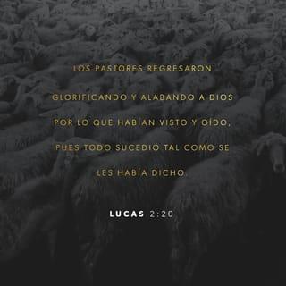 Lucas 2:20 - Finalmente, los pastores regresaron a cuidar sus ovejas. Por el camino iban alabando a Dios y dándole gracias por lo que habían visto y oído. Todo había pasado tal y como el ángel les había dicho.
