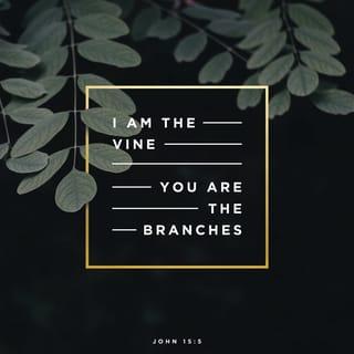 John 15:5-17 - “Yes, I am the vine; you are the branches. Those who remain in me, and I in them, will produce much fruit. For apart from me you can do nothing. Anyone who does not remain in me is thrown away like a useless branch and withers. Such branches are gathered into a pile to be burned. But if you remain in me and my words remain in you, you may ask for anything you want, and it will be granted! When you produce much fruit, you are my true disciples. This brings great glory to my Father.
“I have loved you even as the Father has loved me. Remain in my love. When you obey my commandments, you remain in my love, just as I obey my Father’s commandments and remain in his love. I have told you these things so that you will be filled with my joy. Yes, your joy will overflow! This is my commandment: Love each other in the same way I have loved you. There is no greater love than to lay down one’s life for one’s friends. You are my friends if you do what I command. I no longer call you slaves, because a master doesn’t confide in his slaves. Now you are my friends, since I have told you everything the Father told me. You didn’t choose me. I chose you. I appointed you to go and produce lasting fruit, so that the Father will give you whatever you ask for, using my name. This is my command: Love each other.