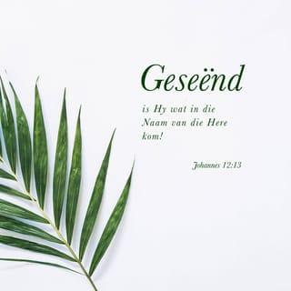 JOHANNES 12:13 - Hulle het palmtakke gevat en Hom tegemoet gegaan en uitgeroep:
“Prys Hom!
Loof Hom wat in die Naam
van die Here kom!”
en:
“Die Koning van Israel!”