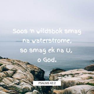 PSALMS 42:2 - Soos 'n wildsbok smag na waterstrome,
so smag ek na U, o God.