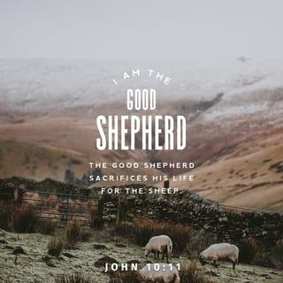 John 10:11 - I am the good shepherd. The good shepherd lays down his life for the sheep.
