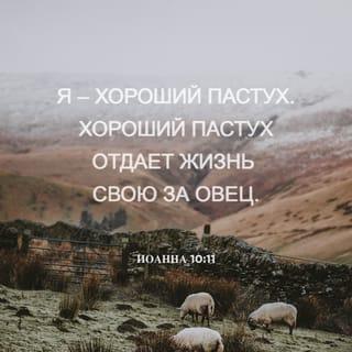 От Иоанна святое благовествование 10:11 - Я есмь пастырь добрый: пастырь добрый полагает жизнь свою за овец.