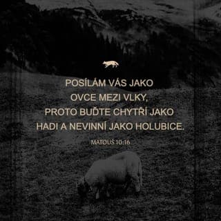 Matouš 10:16-23 - “Hle, já vás posílám jako ovce mezi vlky; buďte tedy obezřetní jako hadi a prostí jako holubice. Mějte se na pozoru před lidmi, neboť vás budou vydávat soudům, budou vás bičovat ve svých synagogách, dokonce před vladaře a krále vás budou vodit kvůli mně, jim i pohanům na svědectví. A když vás vydají, nestarejte se, jak nebo co promluvit; neboť v tu hodinu vám bude dáno, co máte promluvit. Vždyť to nejste vy, kdo mluví, ale Duch vašeho Otce, jenž mluví ve vás. Vydá na smrt bratr bratra a otec dítě, povstanou děti proti rodičům a usmrtí je. A všichni vás budou nenávidět pro mé jméno. Kdo však vytrvá do konce, bude zachráněn. Když vás budou pronásledovat v jednom městě, utečte do jiného; neboť amen, pravím vám, jistě nebudete hotovi s izraelskými městy, než přijde Syn člověka.”