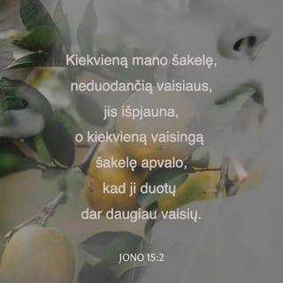 Jono 15:2 - Kiekvieną mano šakelę,
neduodančią vaisiaus,
jis išpjauna,
o kiekvieną vaisingą šakelę apvalo,
kad ji duotų dar daugiau vaisių.