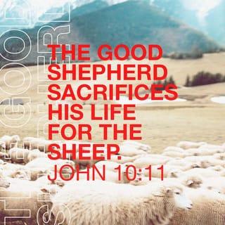 John 10:11 - I am the good shepherd. The good shepherd lays down his life for the sheep.