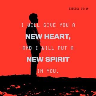 Ezekiel 36:26 - A new heart also will I give you, and a new spirit will I put within you; and I will take away the stony heart out of your flesh, and I will give you a heart of flesh.