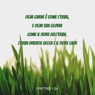 Prima lettera di Pietro 1:24 - Infatti, «ogni carne è come l'erba, e ogni sua gloria come il fiore dell'erba. L'erba diventa secca e il fiore cade