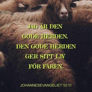 Johannesevangeliet 10:10-14 - Tjuven kommer bara för att stjäla, slakta och döda. Jag har kommit för att de ska ha liv, och liv i överflöd.
Jag är den gode herden. Den gode herden ger sitt liv för fåren. Den som är lejd och inte är herden som äger fåren, han överger fåren och flyr när han ser vargen komma, och vargen river dem och skingrar hjorden. Den som är lejd bryr sig inte om fåren.
Jag är den gode herden. Jag känner mina får, och mina får känner mig