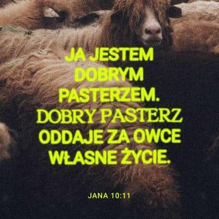 Ewangelia Jana 10:11 - Ja jestem dobry pasterz. Dobry pasterz składa swe życie za owce.