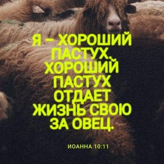 От Иоанна святое благовествование 10:11 - Я есмь пастырь добрый: пастырь добрый полагает жизнь свою за овец.