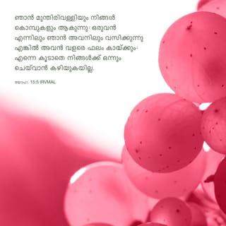 യോഹന്നാൻ 15:5-17 - ഞാൻ മുന്തിരിവള്ളിയും നിങ്ങൾ കൊമ്പുകളും ആകുന്നു; ഒരുത്തൻ എന്നിലും ഞാൻ അവനിലും വസിക്കുന്നു എങ്കിൽ അവൻ വളരെ ഫലം കായ്ക്കും; എന്നെ പിരിഞ്ഞു നിങ്ങൾക്ക് ഒന്നും ചെയ്വാൻ കഴികയില്ല. എന്നിൽ വസിക്കാത്തവനെ ഒരു കൊമ്പുപോലെ പുറത്തു കളഞ്ഞിട്ട് അവൻ ഉണങ്ങിപ്പോകുന്നു; ആ വക ചേർത്തു തീയിൽ ഇടുന്നു; അത് വെന്തുപോകും. നിങ്ങൾ എന്നിലും എന്റെ വചനം നിങ്ങളിലും വസിച്ചാൽ നിങ്ങൾ ഇച്ഛിക്കുന്നത് എന്തെങ്കിലും അപേക്ഷിപ്പിൻ; അത് നിങ്ങൾക്കു കിട്ടും. നിങ്ങൾ വളരെ ഫലം കായ്ക്കുന്നതിനാൽ എന്റെ പിതാവ് മഹത്ത്വപ്പെടുന്നു; അങ്ങനെ നിങ്ങൾ എന്റെ ശിഷ്യന്മാർ ആകും. പിതാവ് എന്നെ സ്നേഹിക്കുന്നതുപോലെ ഞാനും നിങ്ങളെ സ്നേഹിക്കുന്നു; എന്റെ സ്നേഹത്തിൽ വസിപ്പിൻ. ഞാൻ എന്റെ പിതാവിന്റെ കല്പനകൾ പ്രമാണിച്ച് അവന്റെ സ്നേഹത്തിൽ വസിക്കുന്നതുപോലെ നിങ്ങൾ എന്റെ കല്പനകൾ പ്രമാണിച്ചാൽ എന്റെ സ്നേഹത്തിൽ വസിക്കും. എന്റെ സന്തോഷം നിങ്ങളിൽ ഇരിപ്പാനും നിങ്ങളുടെ സന്തോഷം പൂർണമാകുവാനും ഞാൻ ഇതു നിങ്ങളോടു സംസാരിച്ചിരിക്കുന്നു. ഞാൻ നിങ്ങളെ സ്നേഹിച്ചിരിക്കുന്നതുപോലെ നിങ്ങളും തമ്മിൽ തമ്മിൽ സ്നേഹിക്കേണം എന്നാകുന്നു എന്റെ കല്പന. സ്നേഹിതന്മാർക്കുവേണ്ടി ജീവനെ കൊടുക്കുന്നതിലും അധികമുള്ള സ്നേഹം ആർക്കും ഇല്ല. ഞാൻ നിങ്ങളോടു കല്പിക്കുന്നത് ചെയ്താൽ നിങ്ങൾ എന്റെ സ്നേഹിതന്മാർതന്നെ. യജമാനൻ ചെയ്യുന്നത് ദാസൻ അറിയായ്കകൊണ്ട് ഞാൻ നിങ്ങളെ ദാസന്മാർ എന്ന് ഇനി പറയുന്നില്ല; ഞാൻ എന്റെ പിതാവിനോട് കേട്ടത് എല്ലാം നിങ്ങളോട് അറിയിച്ചതുകൊണ്ട് നിങ്ങളെ സ്നേഹിതന്മാർ എന്നു പറഞ്ഞിരിക്കുന്നു. നിങ്ങൾ എന്നെ തിരഞ്ഞെടുത്തു എന്നല്ല, ഞാൻ നിങ്ങളെ തിരഞ്ഞെടുത്തു, നിങ്ങൾ പോയി ഫലം കായ്ക്കേണ്ടതിനും നിങ്ങളുടെ ഫലം നിലനില്ക്കേണ്ടതിനും നിങ്ങളെ ആക്കിവച്ചുമിരിക്കുന്നു; നിങ്ങൾ എന്റെ നാമത്തിൽ പിതാവിനോട് അപേക്ഷിക്കുന്നതൊക്കെയും അവൻ നിങ്ങൾക്കു തരുവാനായിട്ടുതന്നെ. നിങ്ങൾ തമ്മിൽ തമ്മിൽ സ്നേഹിക്കേണ്ടതിനു ഞാൻ ഇതു നിങ്ങളോടു കല്പിക്കുന്നു.