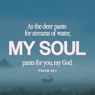 Psalm 42:1-2 - As the hart panteth after the water brooks,
So panteth my soul after thee, O God.
My soul thirsteth for God, for the living God:
When shall I come and appear before God?