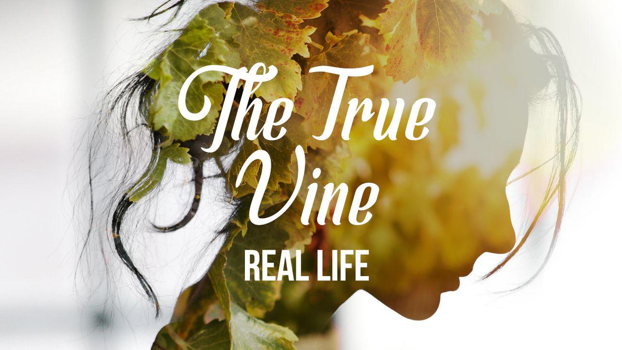 [Real Life] The True Vine