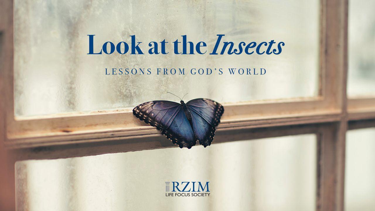 Look at the Insects: Lessons From God’s World