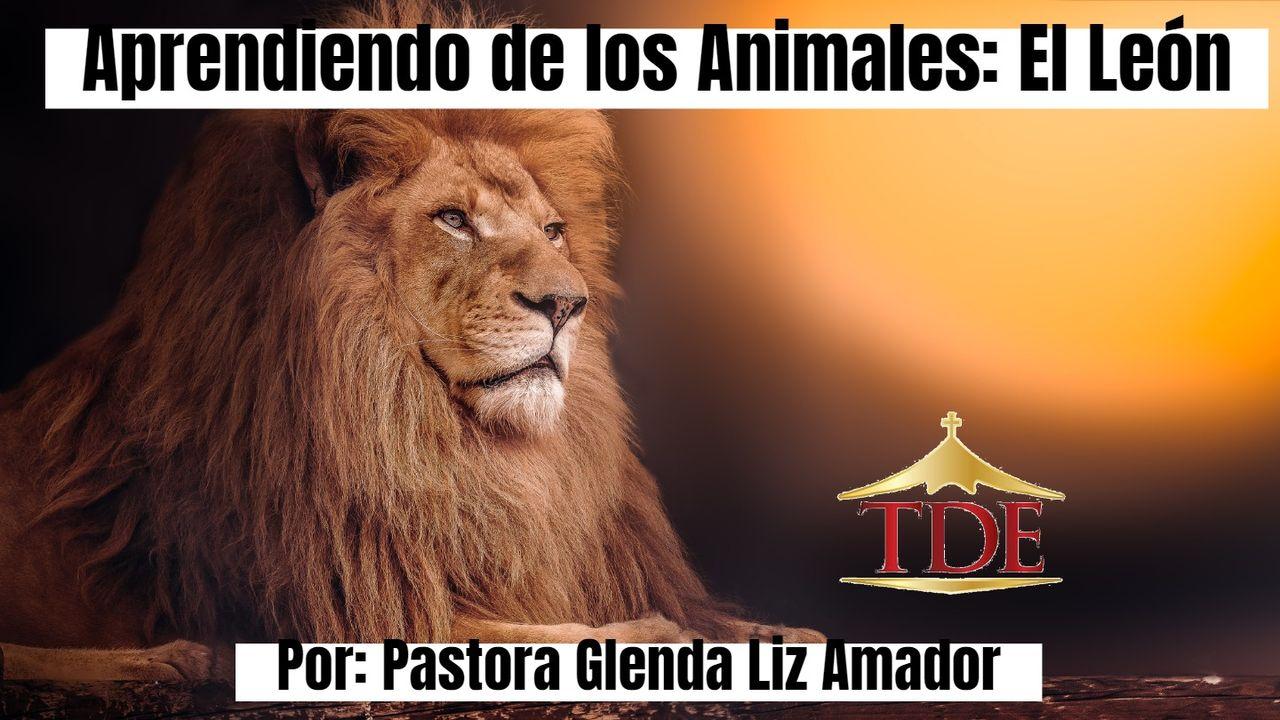 Aprendiendo De Los Animales: El León