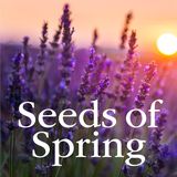 Hạt Giống Mùa Xuân: Tĩnh Nguyện 40 Ngày Dành Cho Phụ Nữ