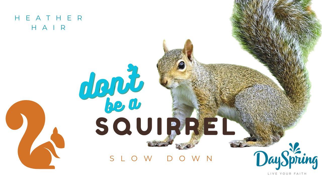 Don't Be a Squirrel: Slow Down