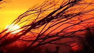 How Does Corruption Affect the Image and Likeness of God?