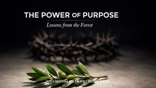 The Power of Purpose: Lessons From the Forest